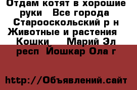 Отдам котят в хорошие руки - Все города, Старооскольский р-н Животные и растения » Кошки   . Марий Эл респ.,Йошкар-Ола г.